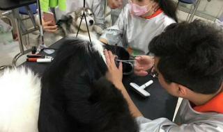 宠物美容培训哪家好 宠物美容培训哪家好
