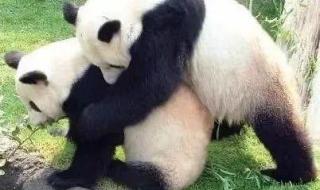 迎接熊猫丫丫回国